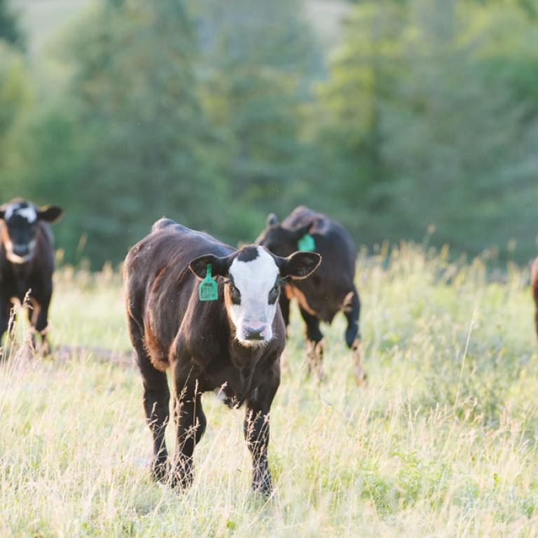 Carne de res alimentada a base de granos de Canadá