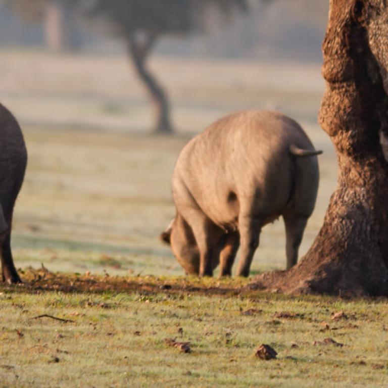 Ibérico meat products
