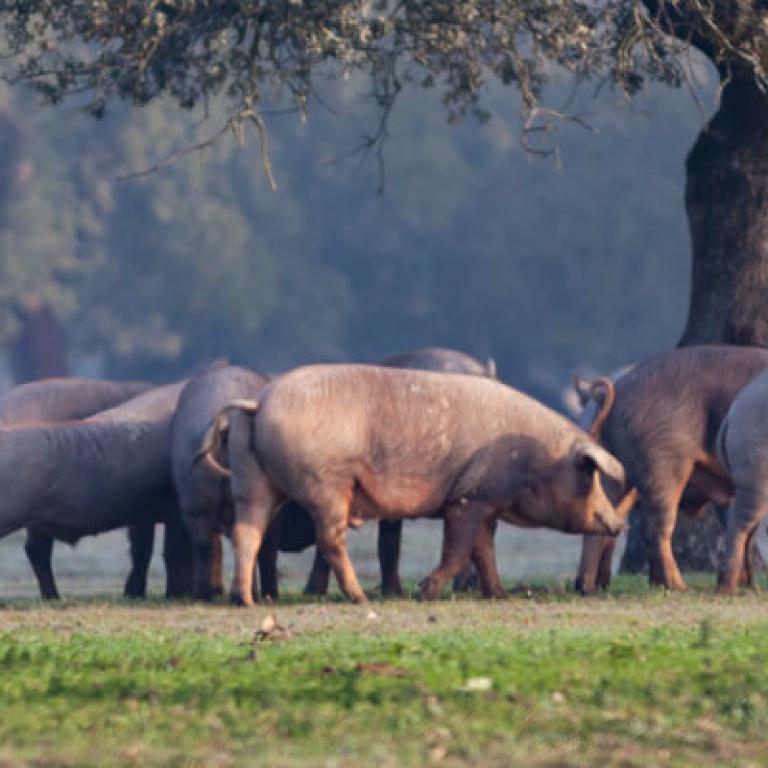 Cerdo Ibérico fresco