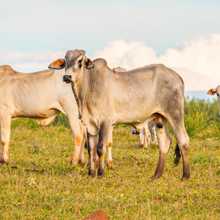 Carne de res alimentada a base de granos de Sudamerica