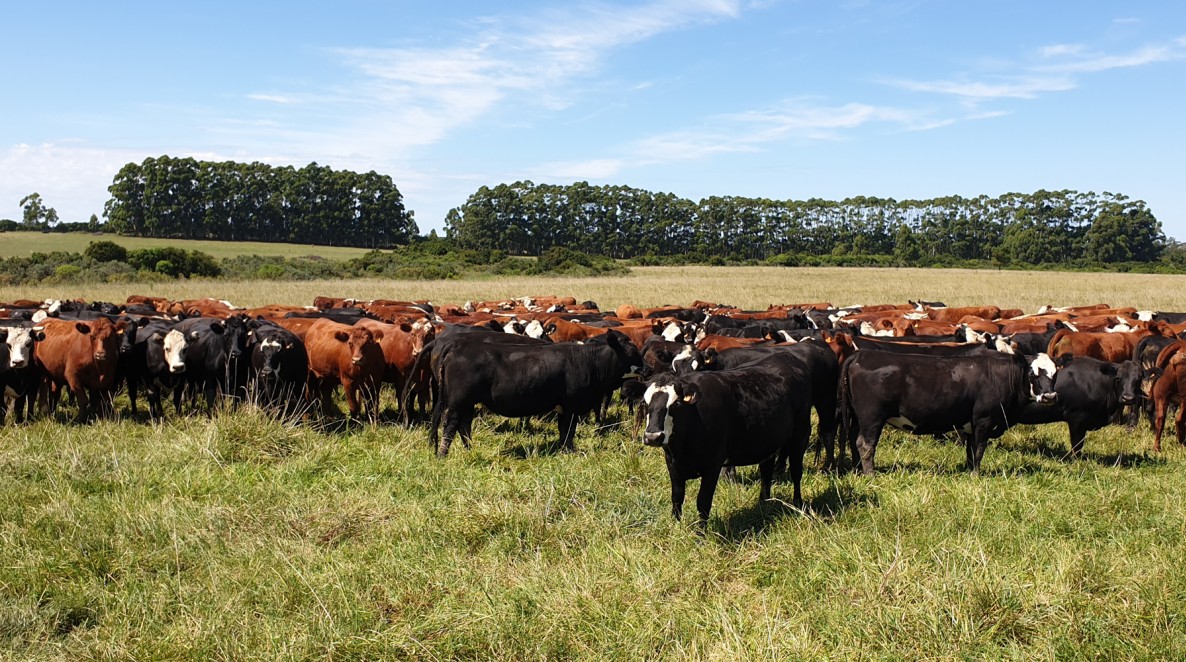 Grain fed-beef from Uruguay