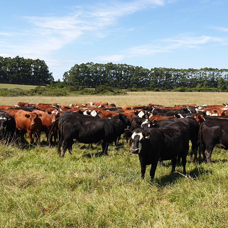 Grain fed-beef from Uruguay